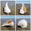 Large Conch Seashell Ornament for Wall Decor, Aquarium Aquascaping, and Sea Sound Collection