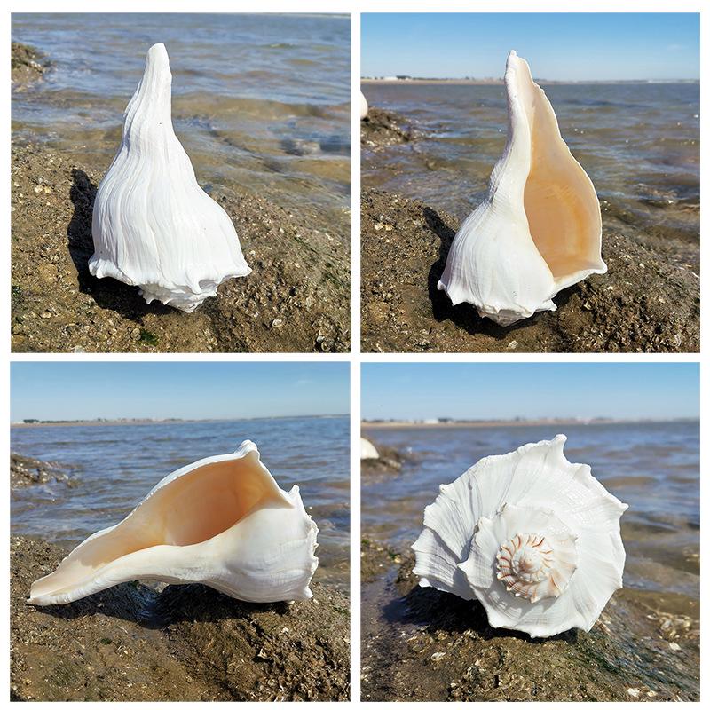 Large Conch Seashell Ornament for Wall Decor, Aquarium Aquascaping, and Sea Sound Collection