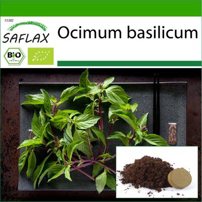 Biologisch – Basilikum Thai – 250 Samen – Mit Blumenerde für eine bessere Anzucht – Ocimum Basilicum