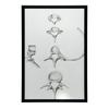 Kręgosłup W Szczegółach: Anatomia C6, C7, Th5 I L4 - Plakat Anatomiczny Kręgosłup W Szczegółach: Anatomia C6, C7, Th5 I L4 - Plakat Anatomiczny, 50X70