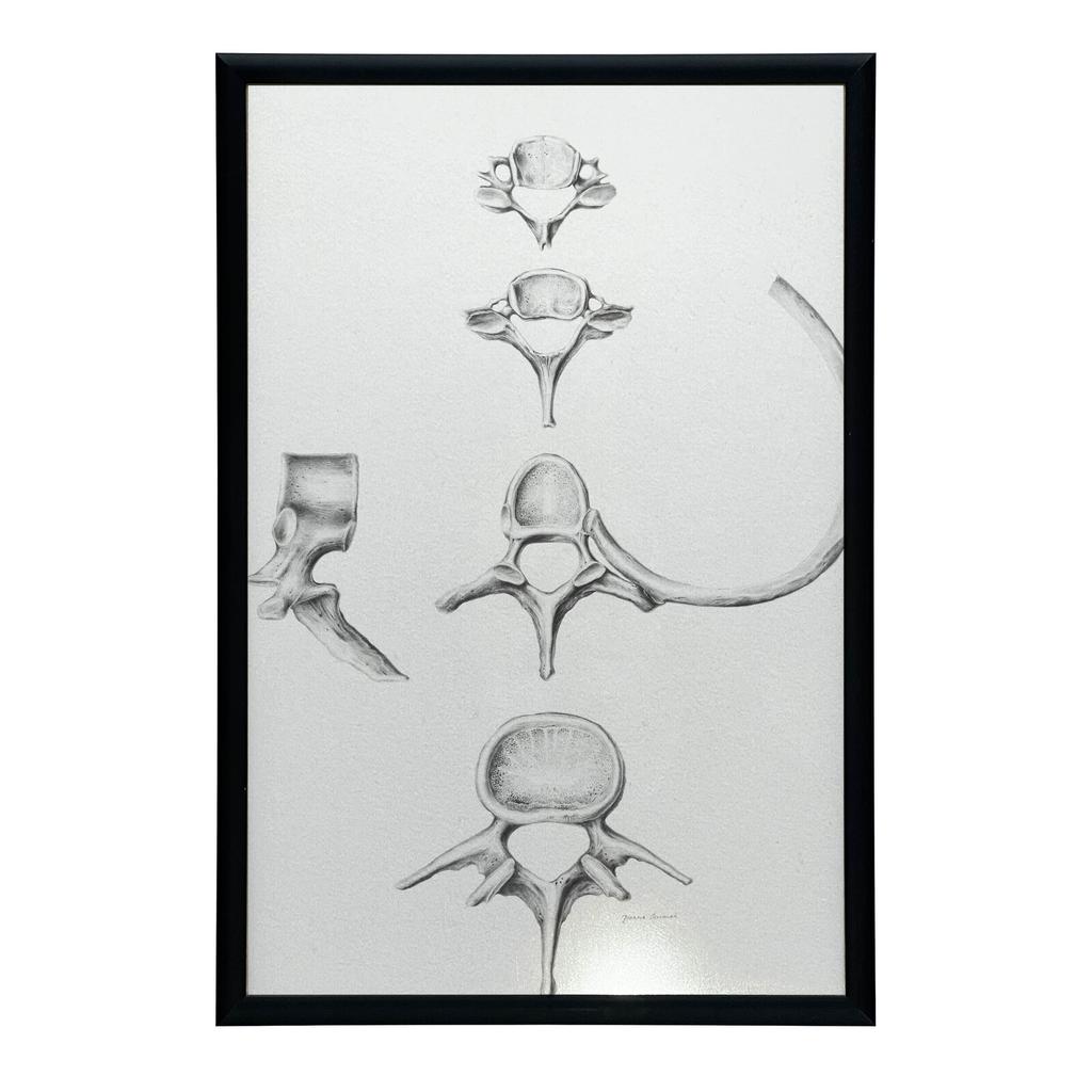 Kręgosłup W Szczegółach: Anatomia C6, C7, Th5 I L4 - Plakat Anatomiczny Kręgosłup W Szczegółach: Anatomia C6, C7, Th5 I L4 - Plakat Anatomiczny, 50X70