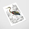 Poster Heron Bird Illustration