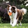 Smart Dog Toy Ball Electronic Interactive Pet Toy Ball USB Bouncing Rolling Toy