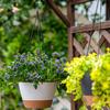 Hanging Basket Flowerpot Balcony Chlorophytum Comosum Planting Pot Household Hanging Green Plant Flower Pot Planter Basin Garden Deco