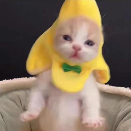 Yousheng Cat Hat Adorable Banana Shape Pet Hat with Bow Stylish Eye-Catching Kitty Headwear Pet Costume Accessory