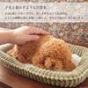 Ninian and Kino Perfect Pet (Small Size) Toy Poodle Plush Toy Dog Realistic Look-alike Goods Animal Healing Moving Present Gift Celebration Cute Dog