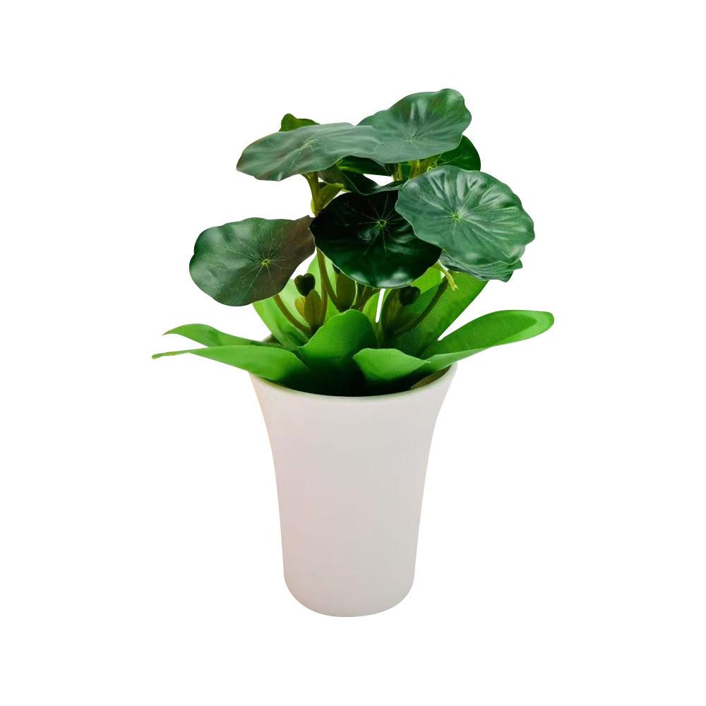 Pudica Schefflera Mimosa Octophylla Green Plant For Home Decor Tabletop