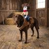 Funny Novelty Dog Riding Denim Clothing Adjustable Breathable Halloween Dog Clothes Cowboy Rider Dog Cosplay Costumes Gift
