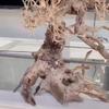 Natural Aquarium Driftwood Assorted Branches Reptile Ornament for Fish Tank Decoration