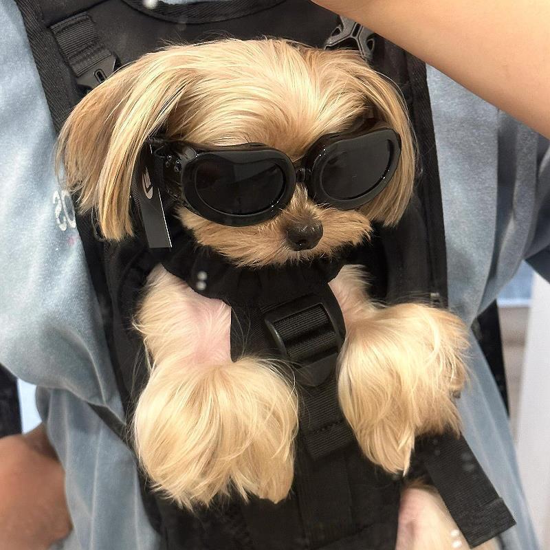 Evcil Hayvan Güneş Gözlüğü: Köpekler ve Kediler İçin Yaz Gözlükleri, Corgiler, Fransız Bulldogları, Sınır Collie'leri ve Teddyler İçin Mükemmel
