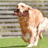 Juguete para perros con forma de gorila realista, juguete para masticar para perros, nailon duradero, resistente a mordeduras, suministros para mascotas