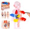 Kreatives Kinder Menschliches Organ Puzzle MINT-Lernset