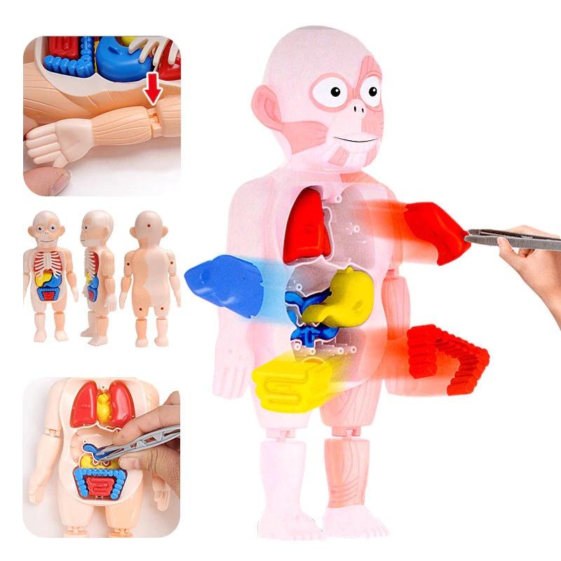 Kreatives Kinder Menschliches Organ Puzzle MINT-Lernset