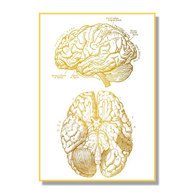 Human Organ Bone Tissue Structure Poster Golden Nordic Retro Style Canvas Painting Living Room Wall Art Prints Modern Home Decor No Frame