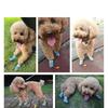 Dog Shoes for Small Dogs Breathable Dog Booties with Reflective Strips Puppy Paw Protector for Outdoors Hiking Climbing