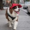 Casual Style Breathable Pet Sun Hat Ear Holes Sun Protection Dog Visor Hat Adjustable Pet Baseball Cap Pet Costume