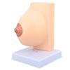 Human Female Anatomical Chest Model PVC Quiescent Chest Anatomy Model for Display Medicine Teaching