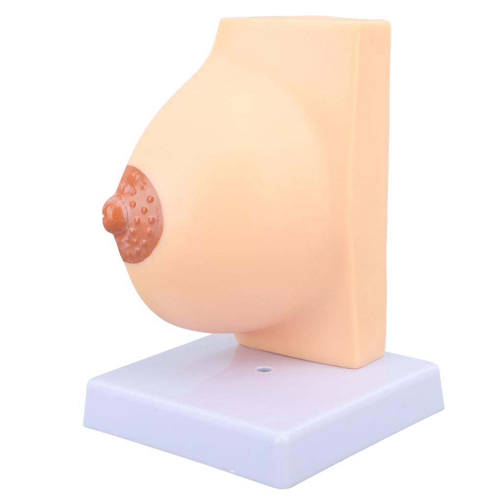 Human Female Anatomical Chest Model PVC Quiescent Chest Anatomy Model for Display Medicine Teaching