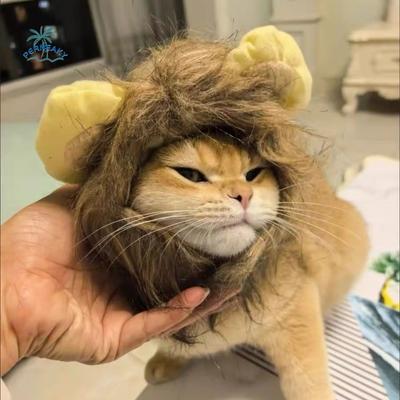 Gatos – Roupa para gatos