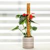 Stackable Potted Plant Climbing Coconut Sticks Vine Support Expansion Houseplant Gardening Supplies Multipurpose Gardening