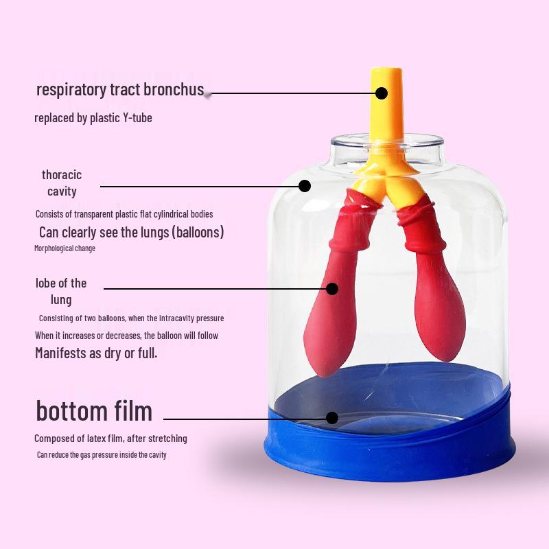 Junior High School Lung Breathing Simulator: Diaphragm Movement & Gas Exchange Teaching Aid