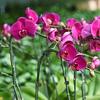 100/200 Stück Pflanzen Ranken Wäscheklammern Schmetterlingsorchidee Blumenstützklemme Obst Gemüse Stiel Ast Wachstumsbefestigung Schnalle