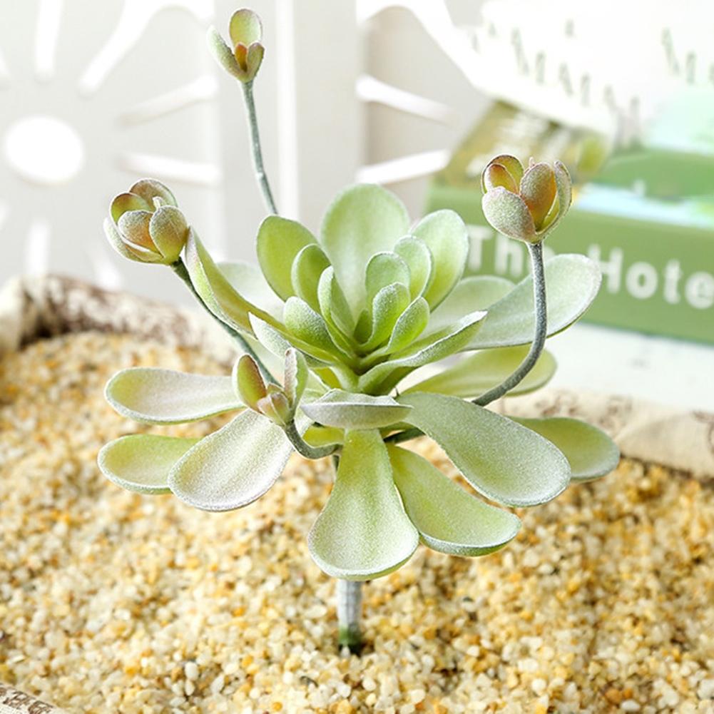 Köttig Simulerad Suckulent Trädgård Hemväxt Blomma Huvud