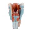 2x Modelo Anatômico Ampliado da Laringe Modelo Destacável da Garganta Humana Anatomia