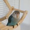 Bissfester Papageienständer Rad Holzschaukel Sitzstange Papageien Trainingsrad Sitzstange Training
