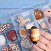 Shell Conch, Popular Science Materials, Specimens, Snail Storage Set, Gift Box, Kindergarten Marine Life Collection