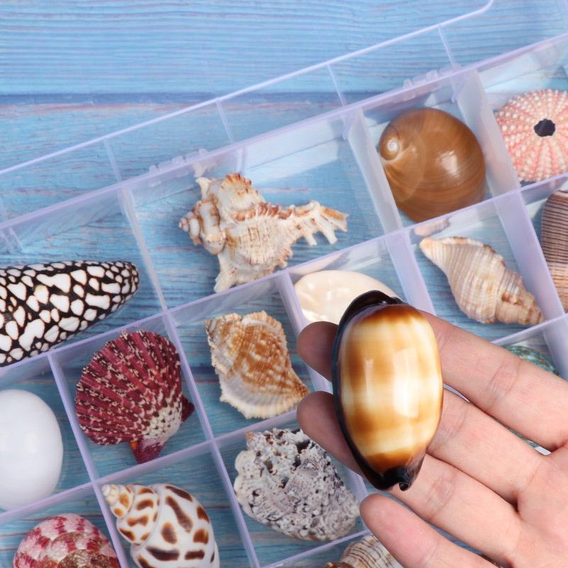 Shell Conch, Popular Science Materials, Specimens, Snail Storage Set, Gift Box, Kindergarten Marine Life Collection
