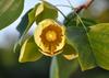 SAFLAX Tulip Tree - 20 Seeds - Liriodendron Tulipifera