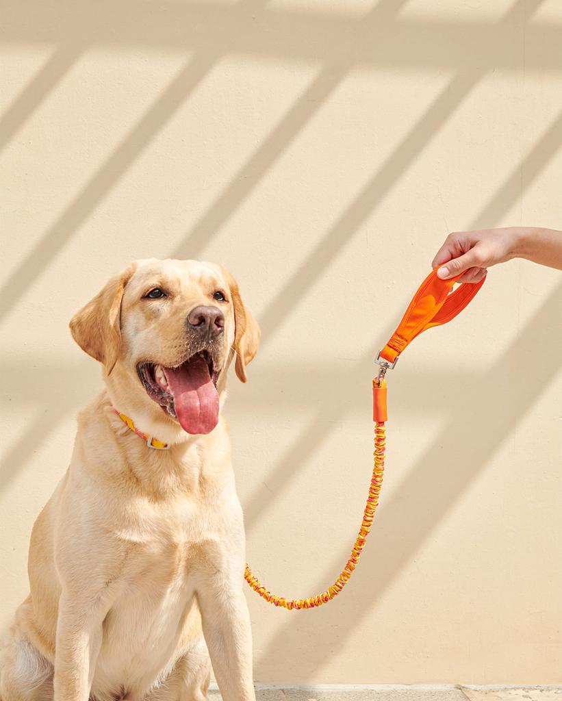 Japanese TUFF HOUND Pet Supplies Highly Length for Urethane Foam for Walks [Authorized Distributor] Leash, Extendable, 95-140cm, Dogs, Large, Medium,