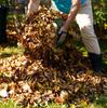 Large Leaf and Grass Collectors Rake