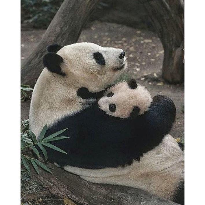 5D DIY Cute Panda Stick Drill Full Drill Home Decoration Painting