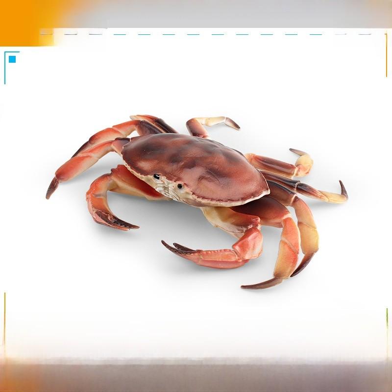 Marine Life Crab Replica For Kids Learning Aquarium Decoration Pvc Collectible