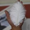 White Ostrich Feathers 15-80cm for Lighting, Wedding Aisle Decor, Photo Props, and Vase Ornaments