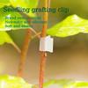 5/25/30/50/100PCS Plastic Seeding Grafting Clip Tomato Clip Gardening Accessories Plant Support Clips Plant Stand Grafting Tools