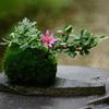 Moss Design Flowerpot Succulent Plant Container Home Garden Cafe Decoration