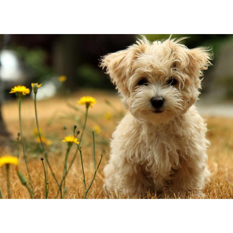 

Havana Puppy Decorative Painting with Free Shipping - Framed Wall Art Poster White card paper (non-adhesive) 30*42 cm