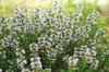 SAFLAX Garden In the Bag - Organic - Thyme - 800 Seeds - With Substrate In a Fitting Stand Up Bag - Thymus Vulgaris