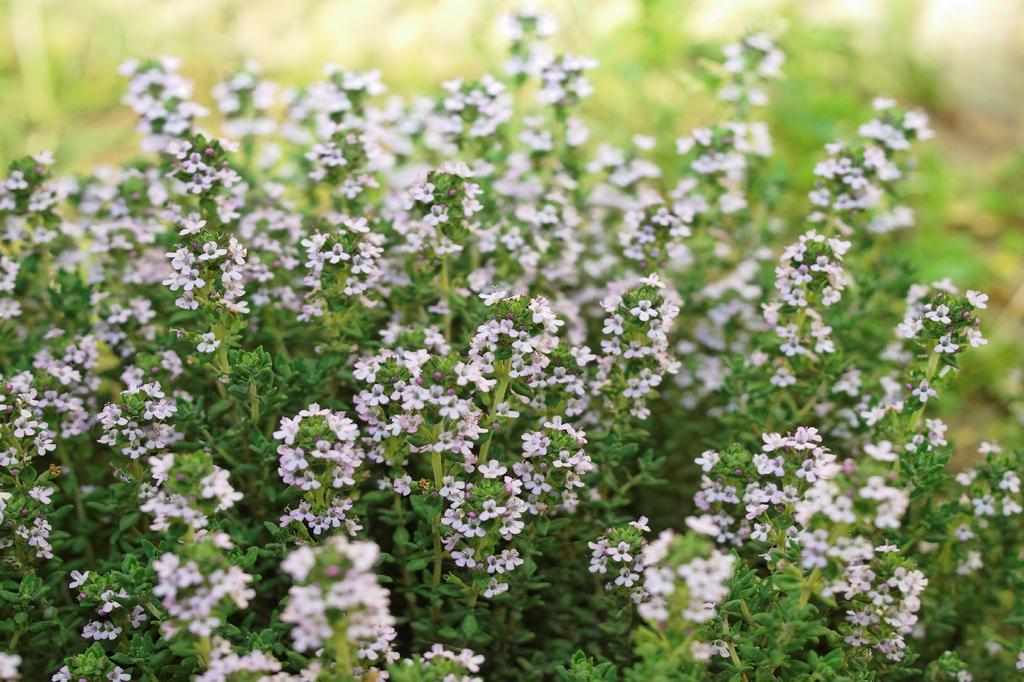 SAFLAX Garden In the Bag - Organic - Thyme - 800 Seeds - With Substrate In a Fitting Stand Up Bag - Thymus Vulgaris