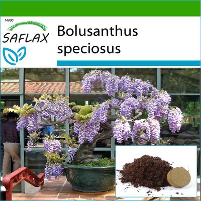 Bonsai - Africká vistárie - 15 semen - Se substrátem pro lepší pěstování - Bolusanthus speciosus
