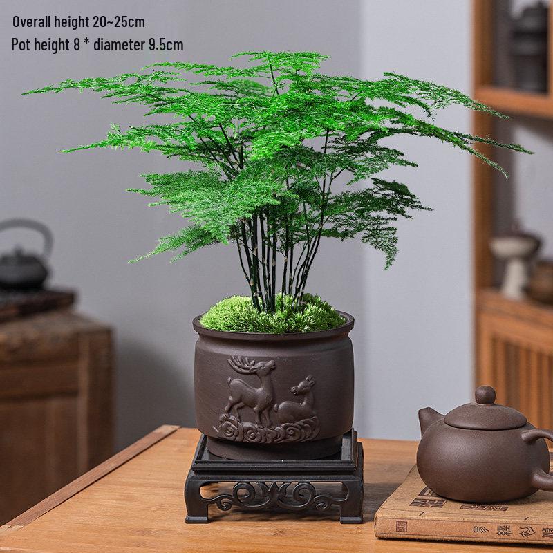 Asparagus Fern Indoor Bonsai – Easy-Care Evergreen for Home or Office Decor