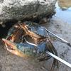 Pinze da pesca in acciaio inossidabile resistenti, forbici multifunzionali antiscivolo con impugnatura in plastica per la pesca di granchi e gamberetti
