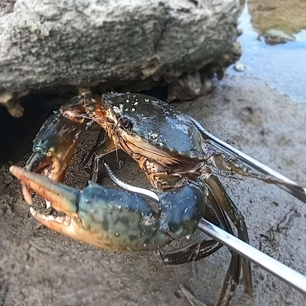 Pinze da pesca in acciaio inossidabile resistenti, forbici multifunzionali antiscivolo con impugnatura in plastica per la pesca di granchi e gamberetti