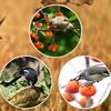 NEW Solar Animal Repellents With 13 Kinds Of Sound Playback Repelling Animals Alarm Repeller Outdoor Bird Repeller Accessories