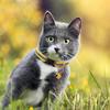 Puppy Collar Adjustable Safe Collars For Cats Soft Lightweight Nylon Breakaway Reflective Necklace Accessories For Kitten Puppy