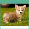 Diy Painting 5d Diamond Full Round Diamond Embroidery Pembroke Welsh Corgi Dog Crossstitch