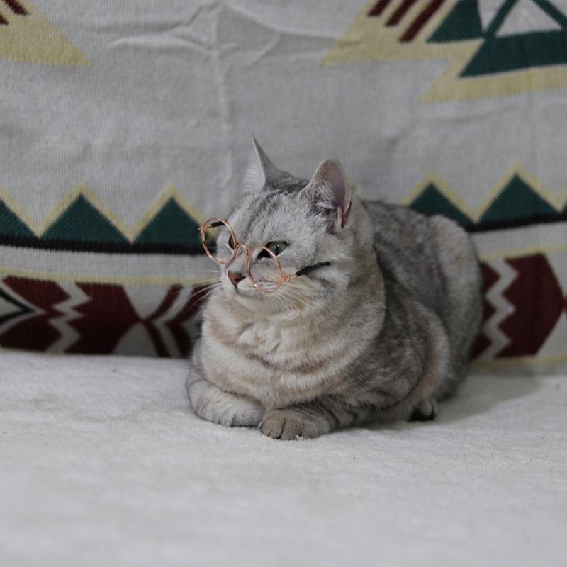 Cat Eye-wear Photos Props Accessories Cosplay Glasses Clear Lens Round Funny Clear Lens Round Glass Gift for Pet Puppy